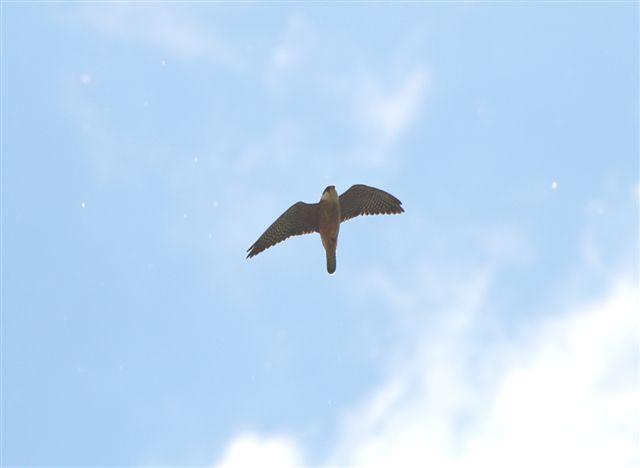 Falco cuculo